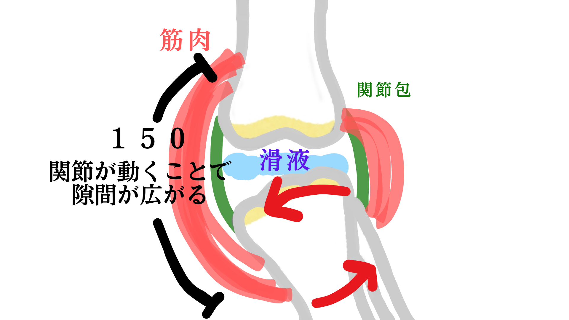 カラミカの関節包内運動